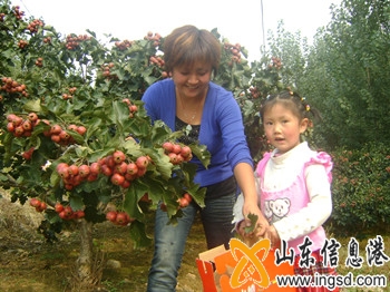 采摘山楂1_副本.jpg